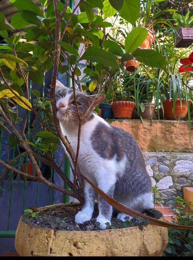 Hospedaje El Jardin San Agustin Bagian luar foto